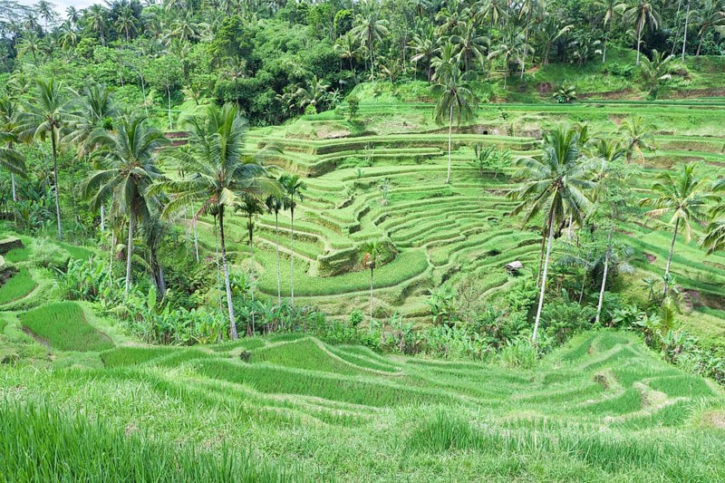 Rice terraces near Tegallalang