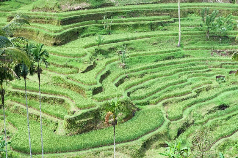 Rice terraces near Tegallalang
