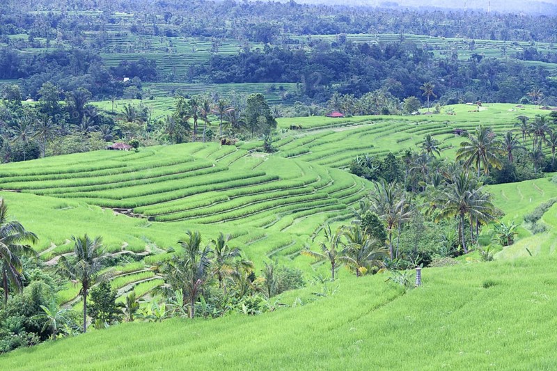 Rice terraces of Jatiluwih