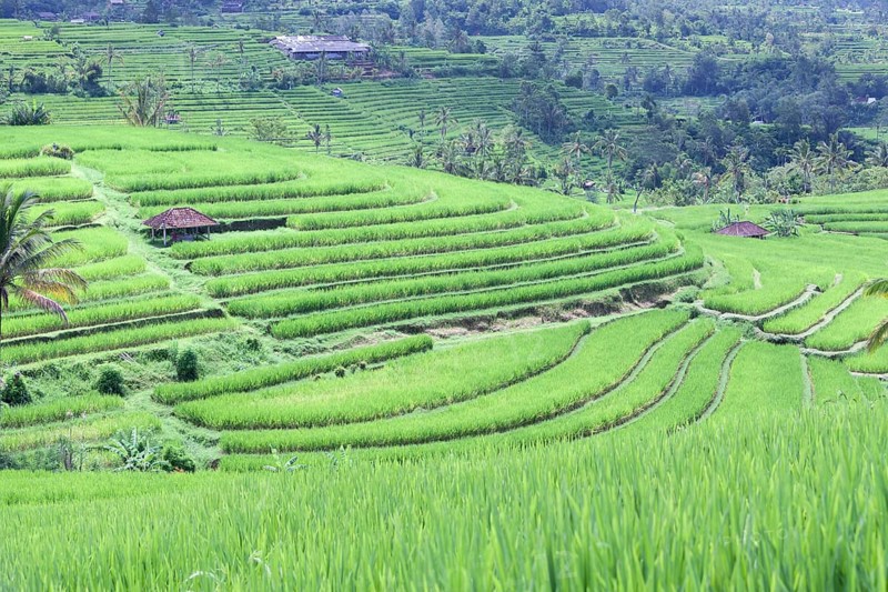 Rice terraces of Jatiluwih
