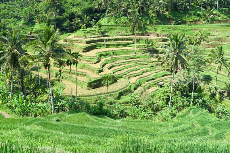 Rice terraces near Tegallalang