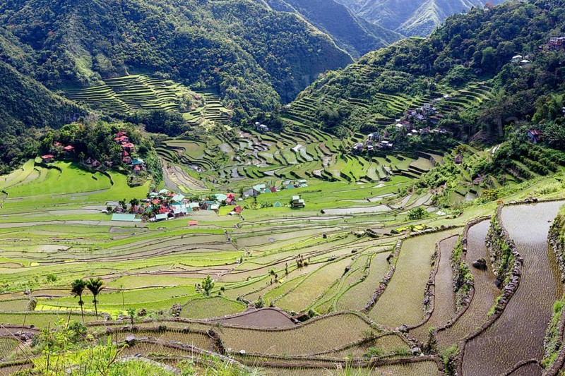 Batad rice terraces