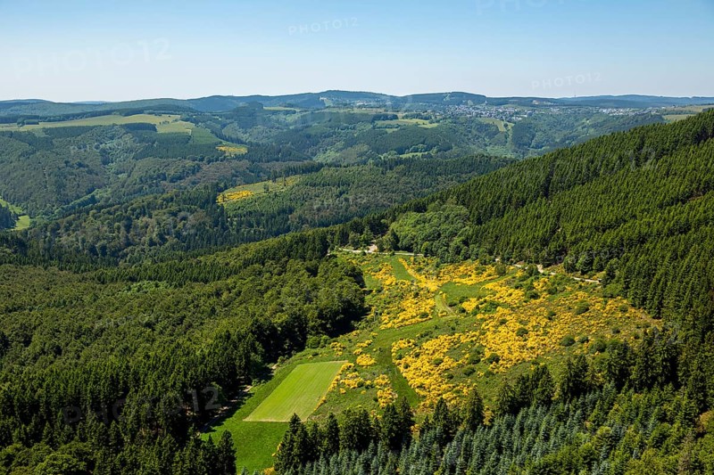 Mountain scenery with juniper meadows