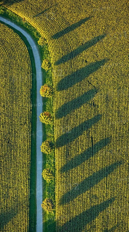 Canola fields with winter crops