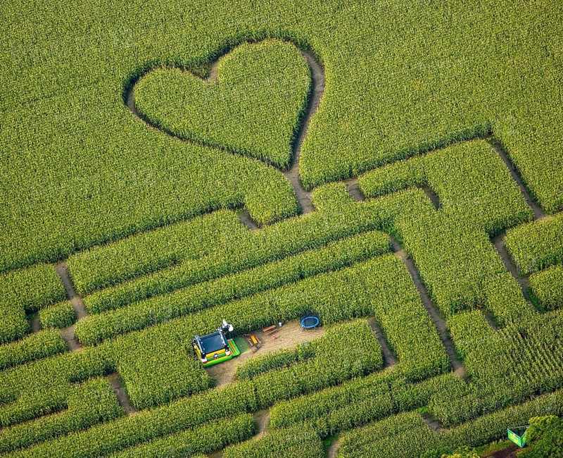 Labyrinth with a heart in the cornfield