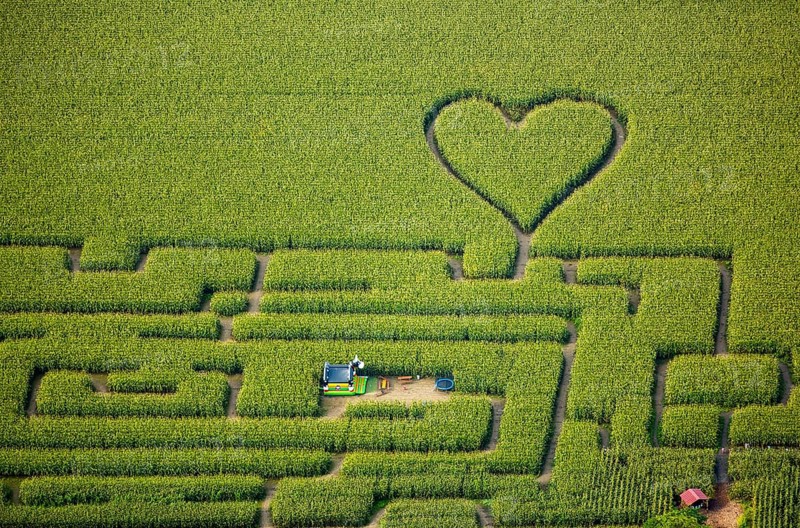 Labyrinth with a heart in the cornfield