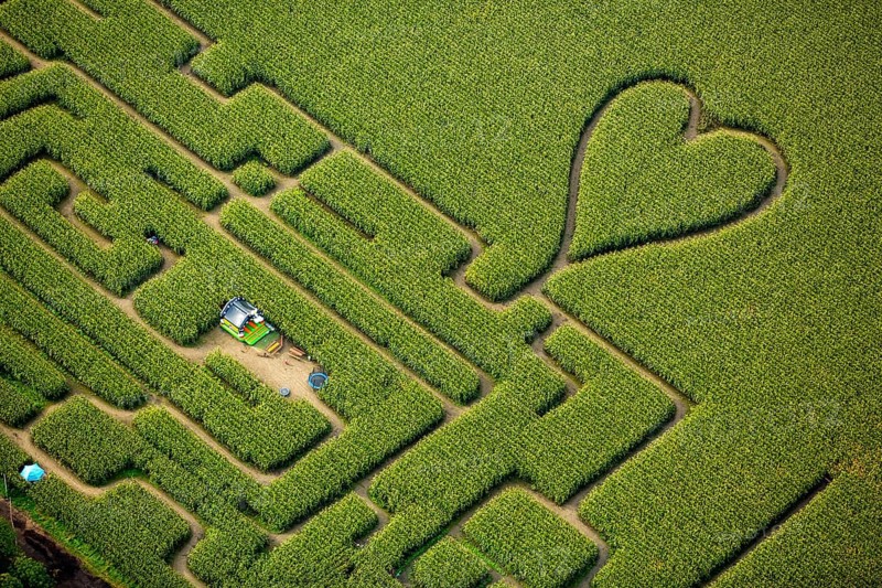 Labyrinth with a heart in the cornfield