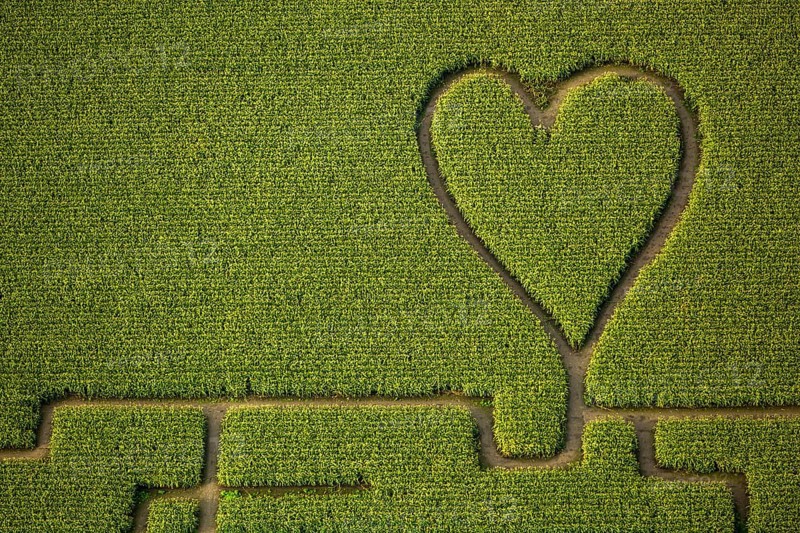 Labyrinth with a heart in the cornfield