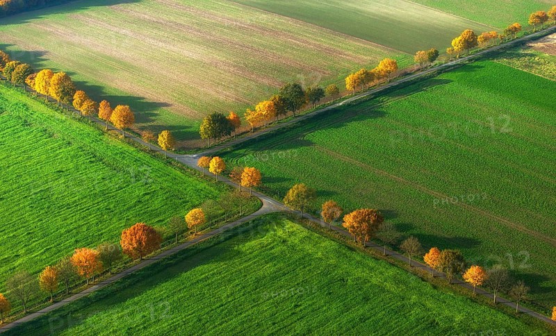 Avenue in autumn