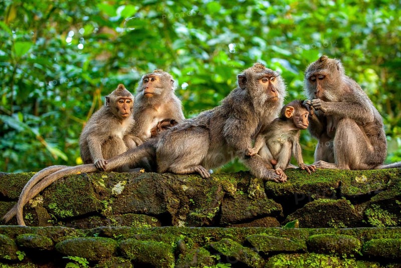 Crab-eating macaque