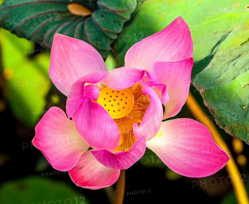 Lotus flower