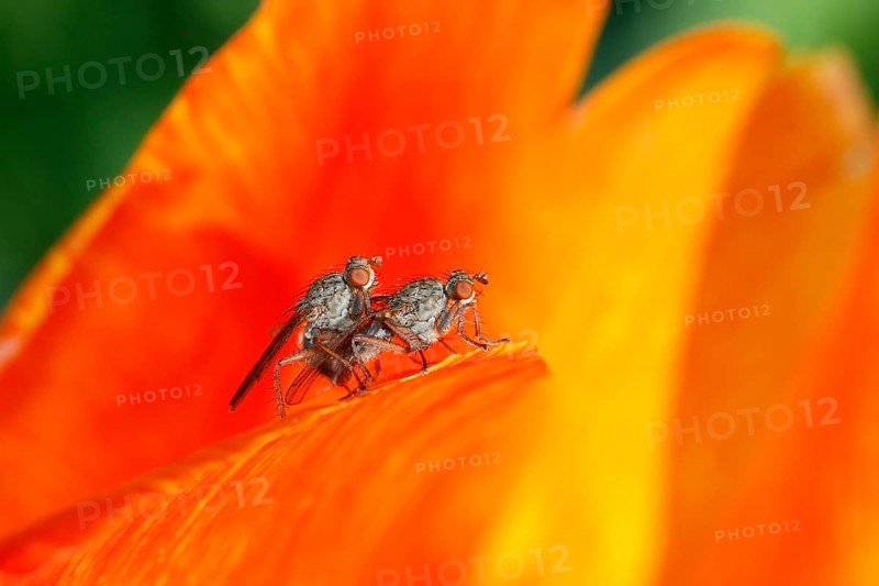 Anthomyiid Flies