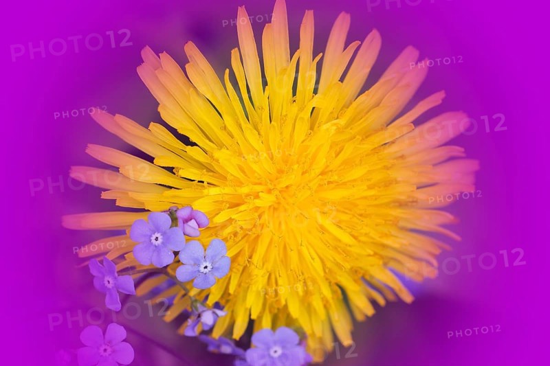 Common dandelion