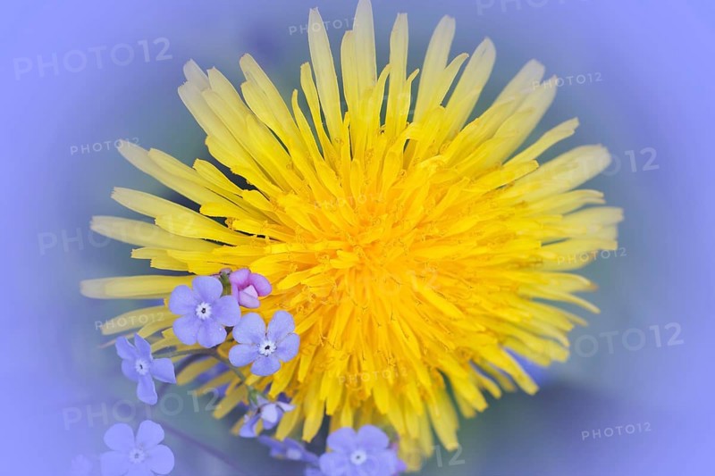 Common dandelion