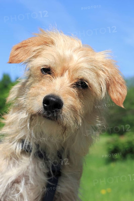Terrier Dachshund crossbreed