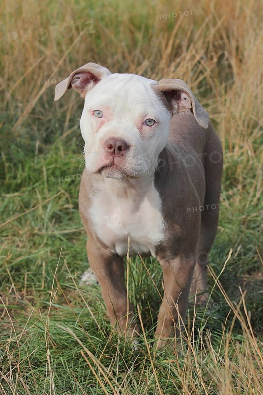 Old English Bulldog