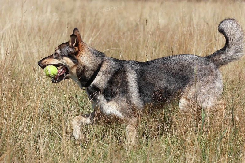 Malamute Podenco mixed-breed dog