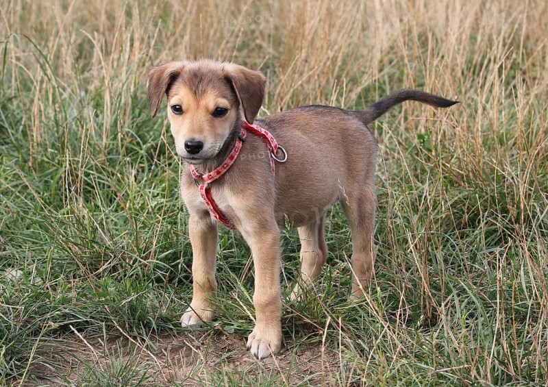 Young dog