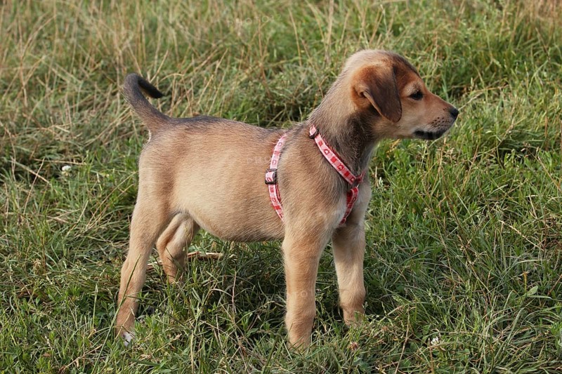 Young dog