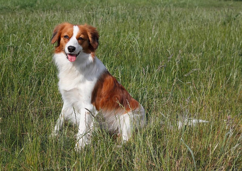 Kooikerhondje dog