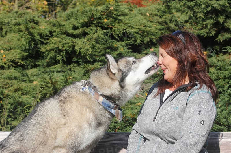 Siberian Husky crossbreed licking owner's face