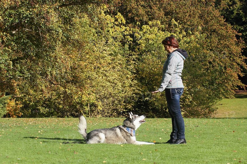 Woman practicing with Siberian Husky crossbreed