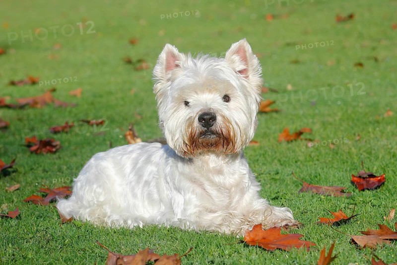 West Highland White Terrier