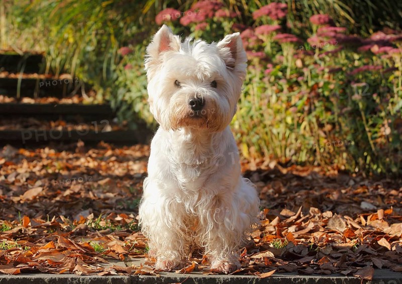 West Highland White Terrier
