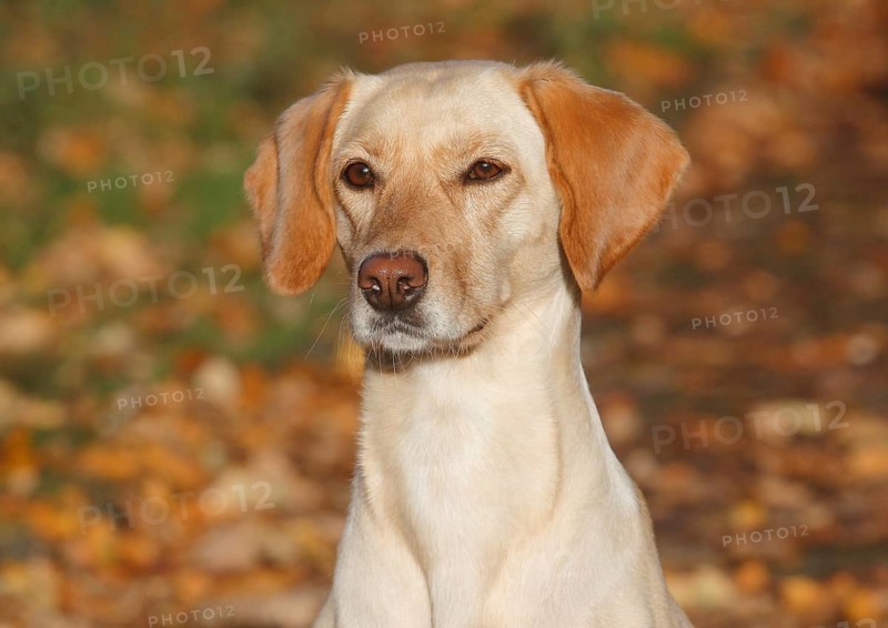 Mixed-breed