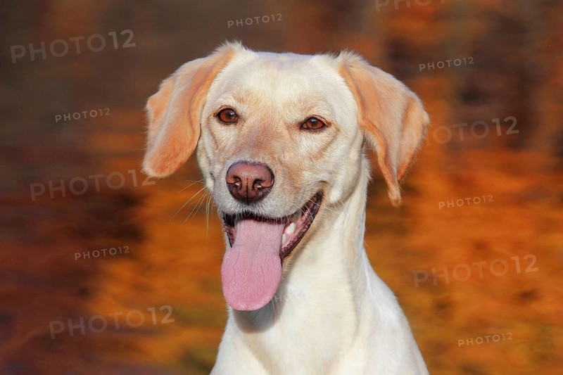 Mixed-breed