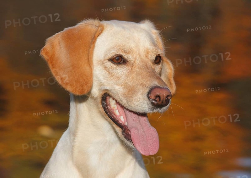 Mixed-breed