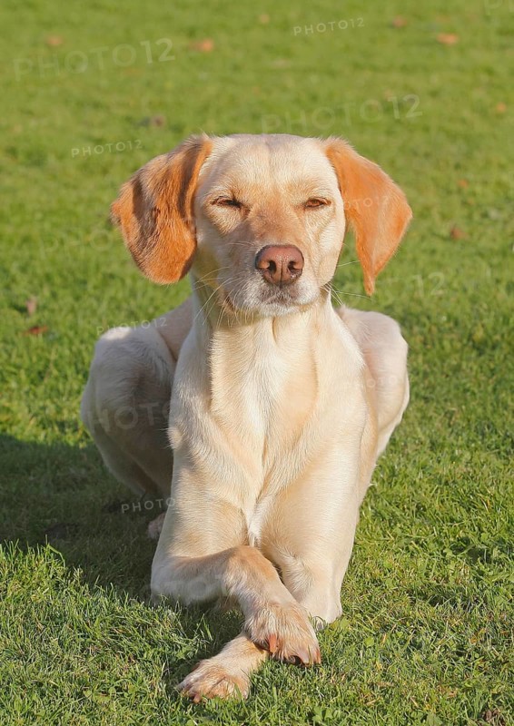 Mixed-breed