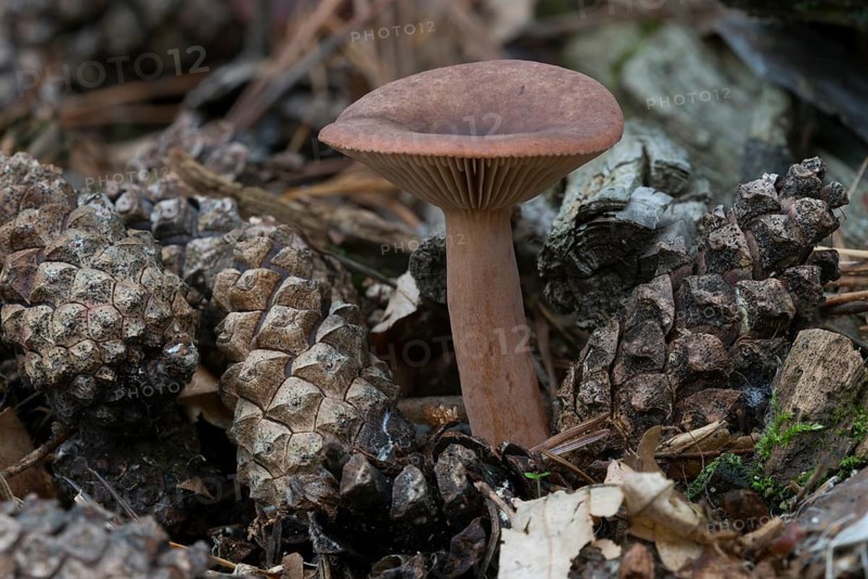 Scurfy Deceiver mushroom