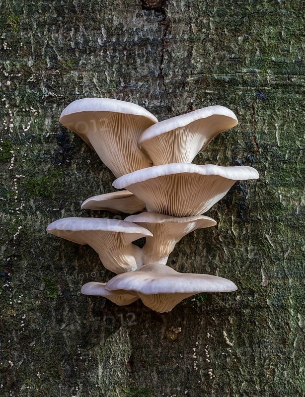 Oyster mushroom