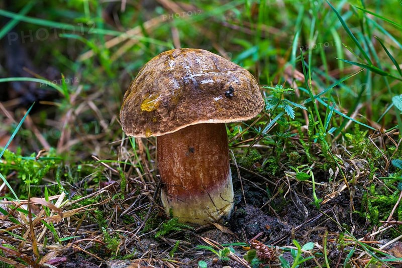 Dotted stem bolete