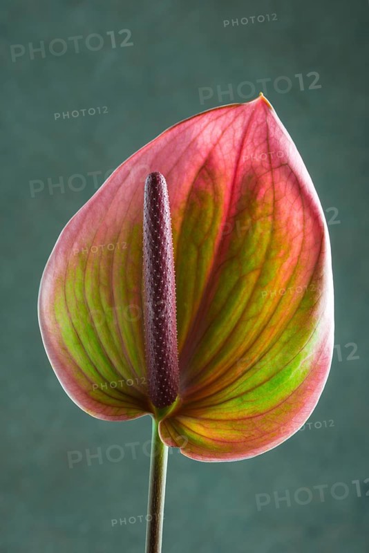 Flamingo flower