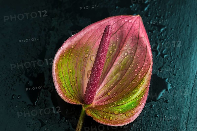 Flamingo flower