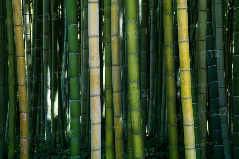 Bamboo forest