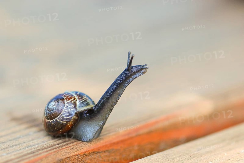 White-lipped snail