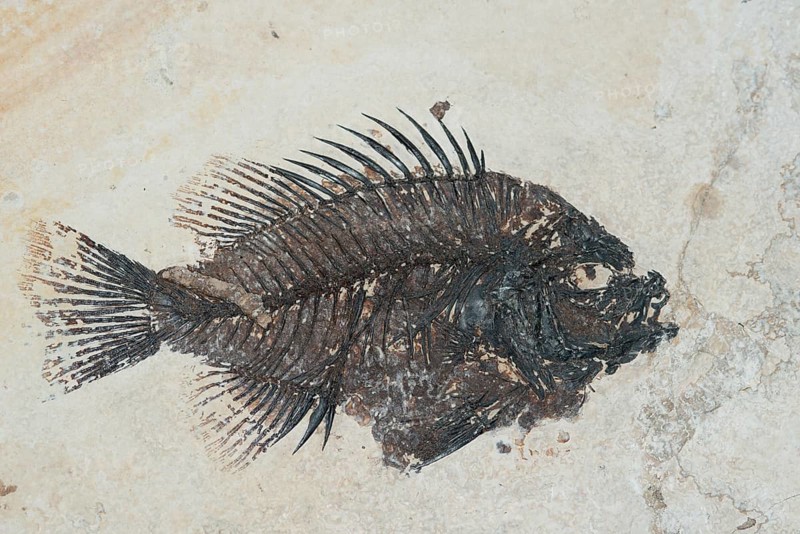 Priscacara