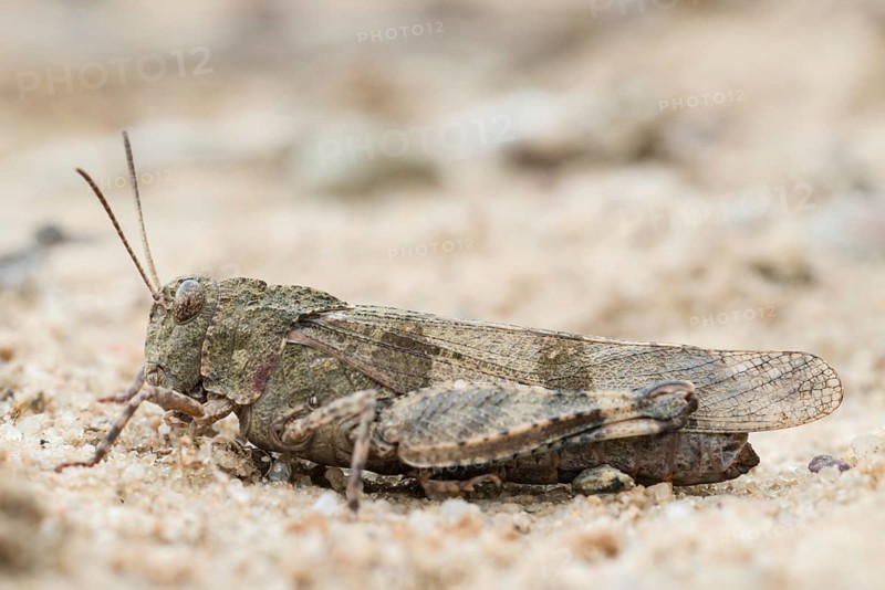 Blue-winged grasshopper