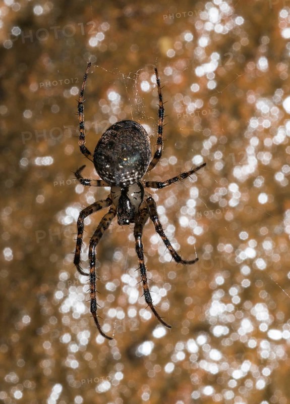 Metellina merianae