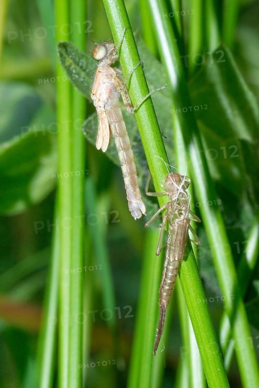 Large red damselfly