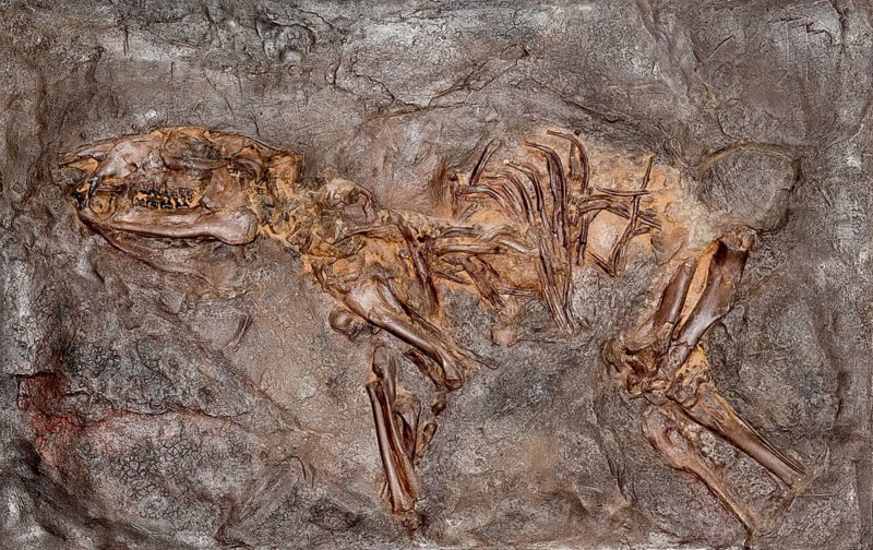 Fossil Propalaeotherium