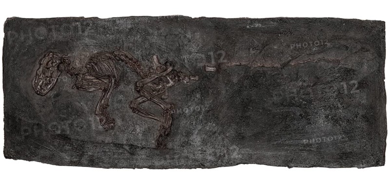 Fossil Predator