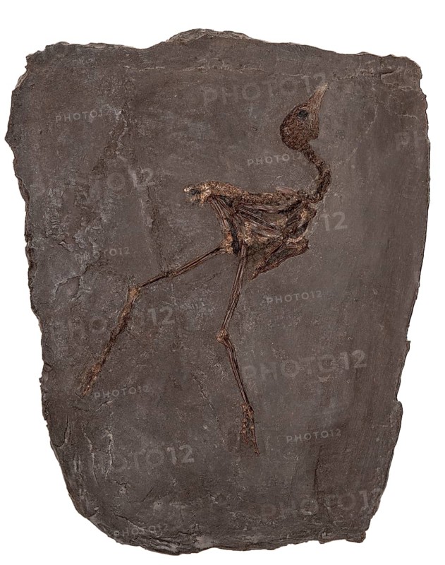 Fossil Messel Rail