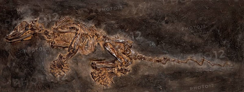Insectivore-like fossil mammal