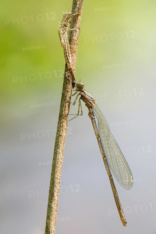 Azure damselfly