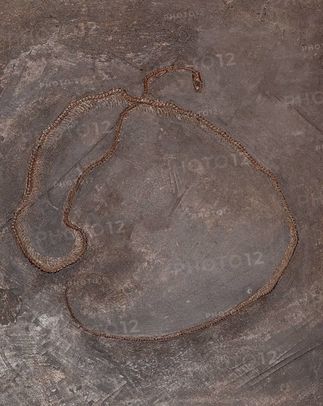 Fossil snake