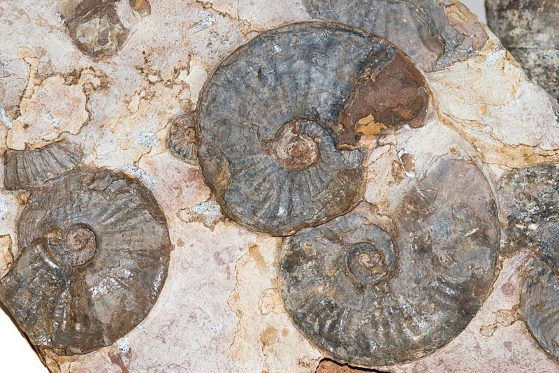 Several ammonites